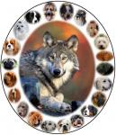 DogTypes
