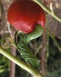 TomatoWorm