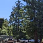 LeaningPine